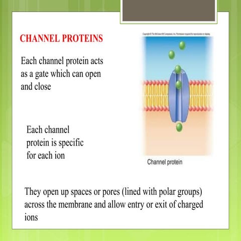 carrier and channel proteins