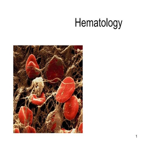Lecture 17    hematology