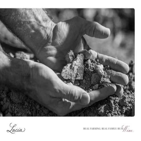Lucia Vineyards, Spring 2015: Real Farming, Real Family, Real Wine. Pinot Noi...