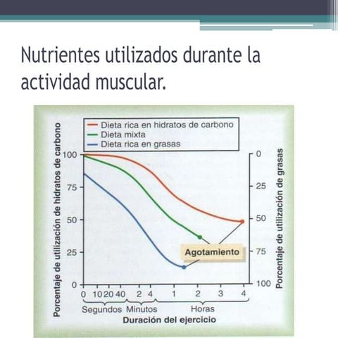 Nutrientes utilizados durante la actividad muscular