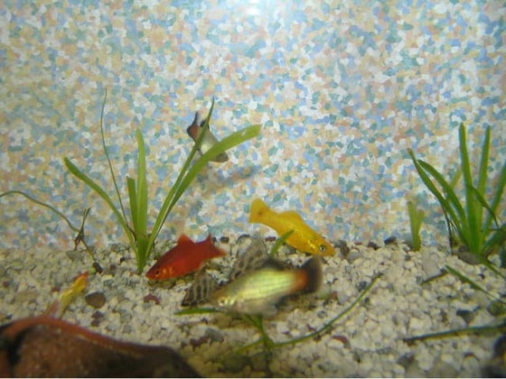 Peixos de l'aquari office