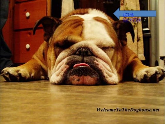 Perro Bulldog