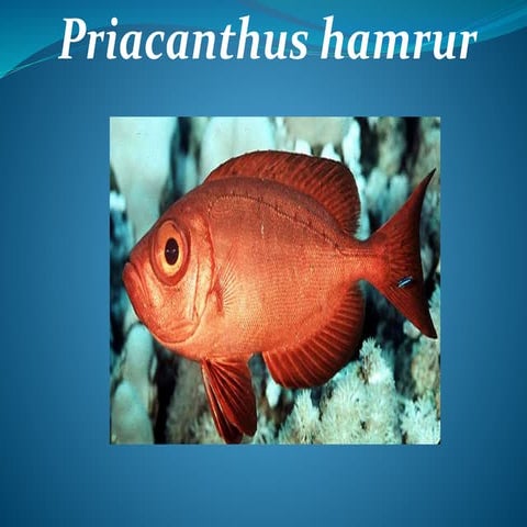 Priacanthus hamrur