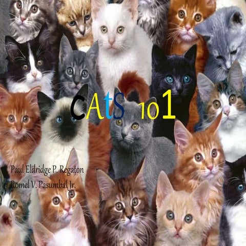 cats 101