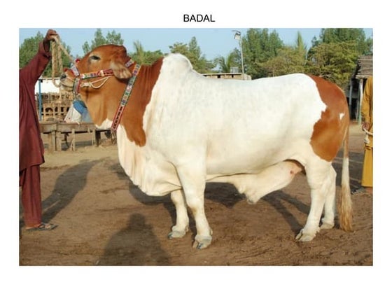 Qurbani 2010