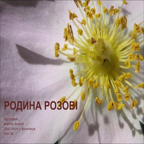 Pодина розові