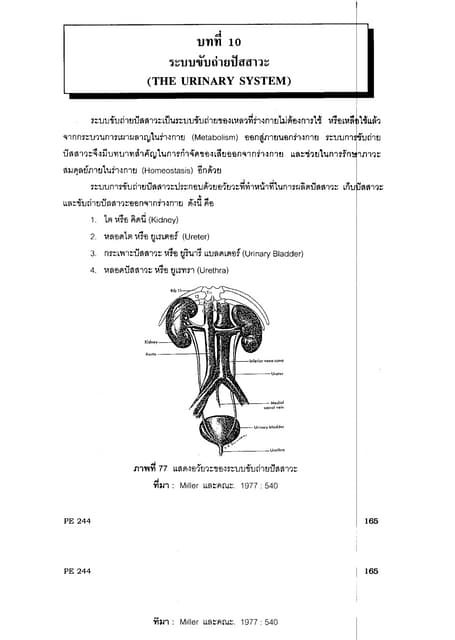 ระบบขับถ่ายปัสสาวะ