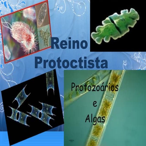 Reino protoctista