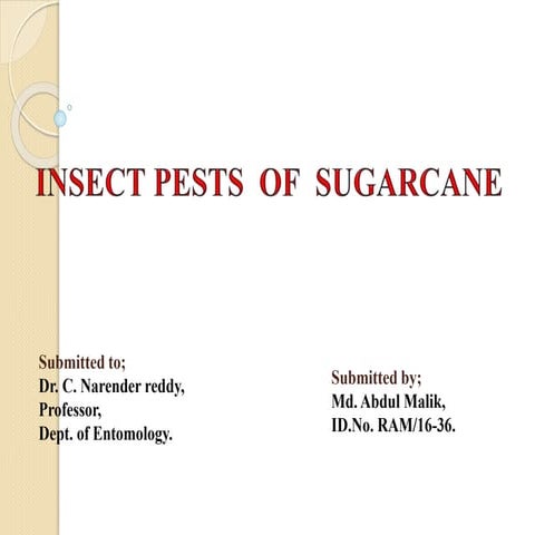 sugarcane pests 