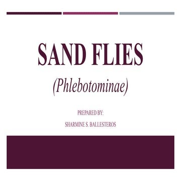SAND FLIES (Phlebotominae)