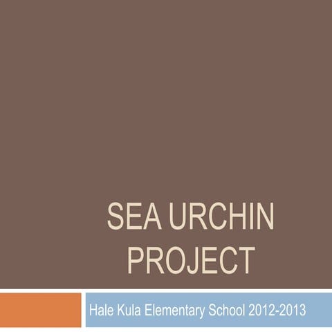 Sea urchin project
