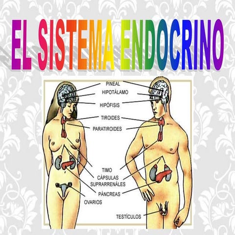 Sistema endocrino
