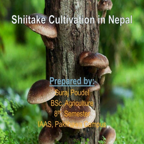 Shiitake cultivation  methods
