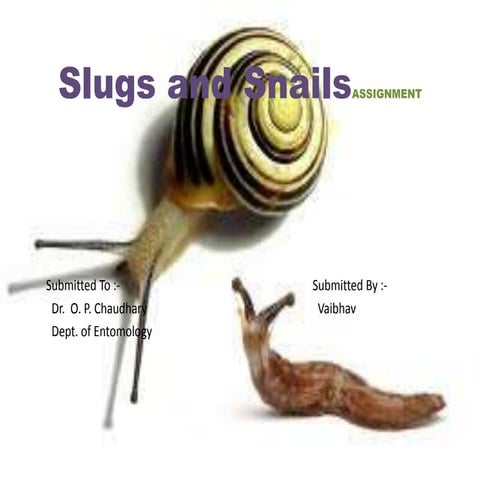 Slugs and snails assignmen tviki
