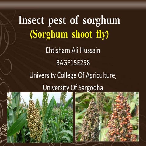 Sorghum shoot fly