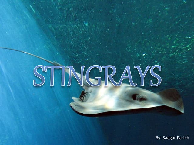 Stingrays