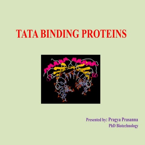 tata binding protein