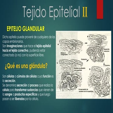 Histología: Tejido epitelial (Generalidades2)