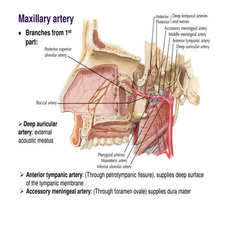temporal_and_infratemporal_3.pdf