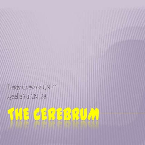 9/10 The cerebrum