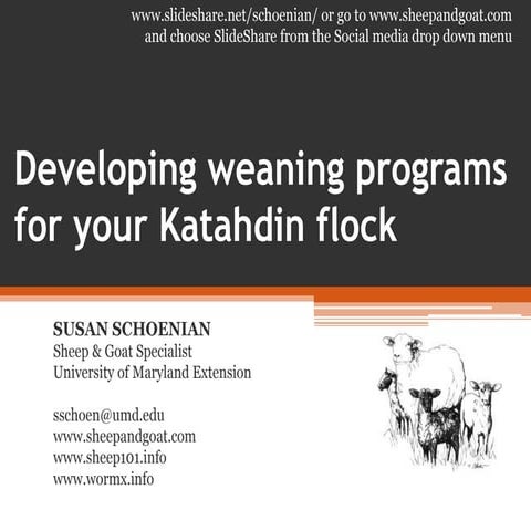 Developing weaning programs for your Katahdin flock
