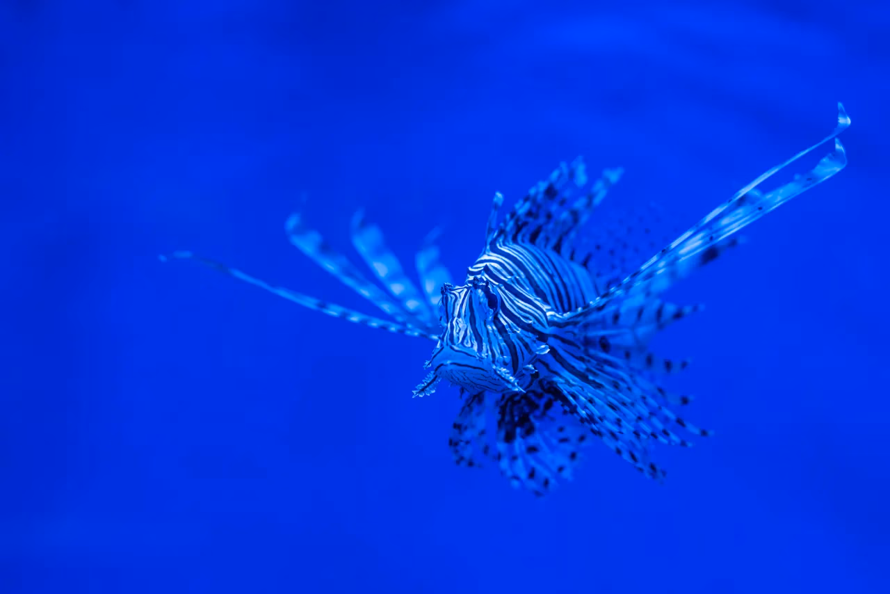 Project Ocean Oasis advances reef conservation with Ultralytics YOLO
