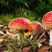 La cueillette des champignons est un passe-temps captivant. Ne ramassez jamais une espèce que vous ne pouvez identifier avec certitude. © Allstars, Shutterstock