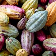 Assortiment de cabosses après récolte à Ambanja, Madagascar. © Philstone, CC by-nc 2.0