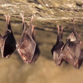 En hibernation, la chauve-souris réduit son rythme cardiaque à moins de 20 battements par minute pour économiser son énergie et survivre à l'hiver.&nbsp;©&nbsp;Martin, Adobe Stock