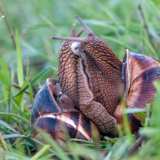 A printemps et à l'automne, il n'est pas rare d'apercevoir des escargots en train de se reproduire. ©NATALYA, Adobe Stock