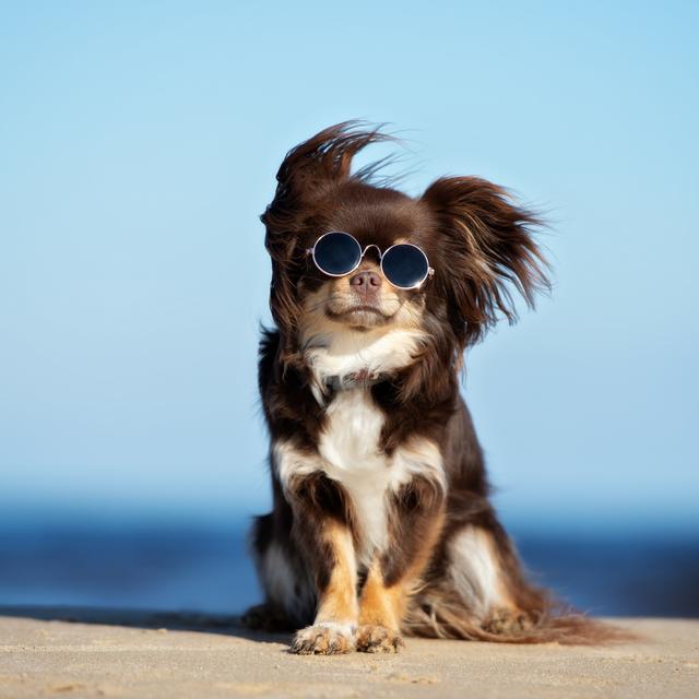 Chats et chiens risquent autant que nous les coups de soleil. © otsphoto, Fotolia