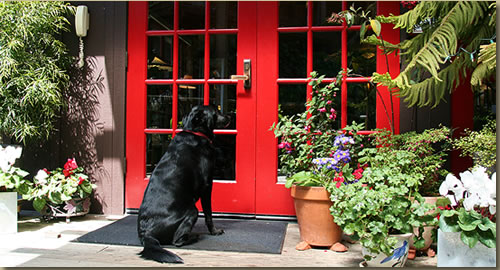 pets_welcome