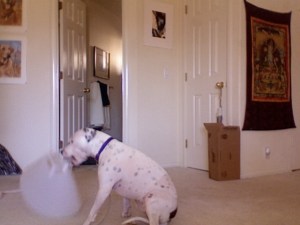Photo 54