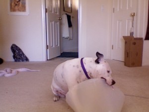 Photo 58