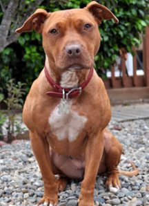 default-pit-bull-ginger