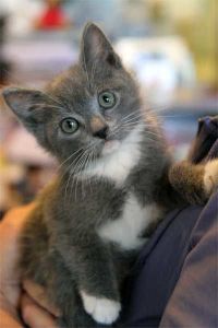 cat_kittensavailable!-1