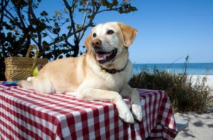 dog-friendly-beaches