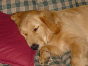 Molly%20Sleeping%20on%20Couch%20Closeup