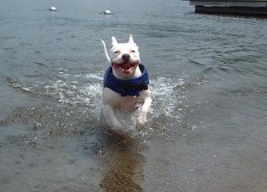 Amazingswimmingpitbullhappydogedit