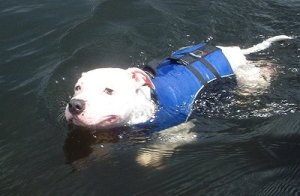 Amazingswimmingpitbullsmilinswimminedit