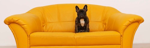 interior-pet-policy