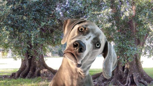 Transgender-Dog-1024x576