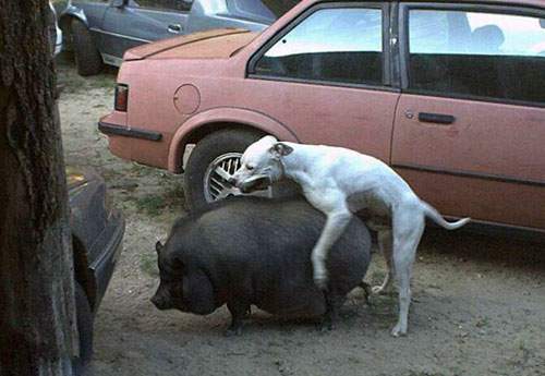 dog_humping_pig