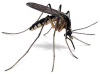 mosquito2.jpg
