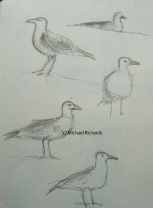 Seagulls blog