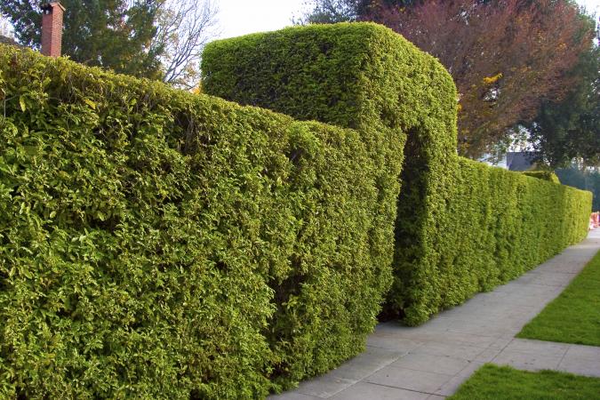 Image result for shrub fence