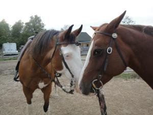 horse eyes
