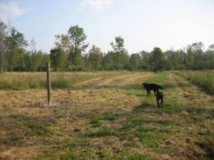 new pasture