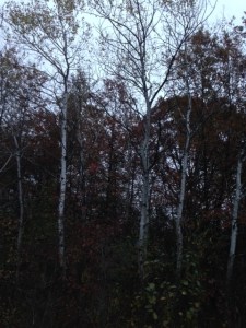 IMG_0759