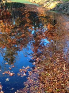 1030 pond3
